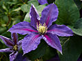 Clematis Dada IMG_4413 Powojnik